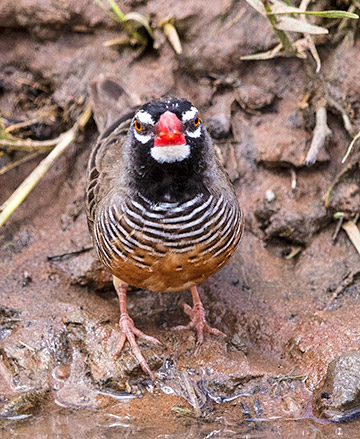 African Quailfinch male
